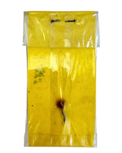 Load image into Gallery viewer, FRED ARBOGAST AKRON, OHIO. OLD FLYROD TIN LIZ. No 2 SIZE.
