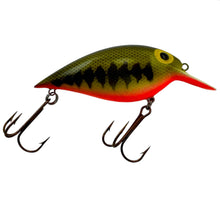 Load image into Gallery viewer, STORM LURES ThinFin FATSO Fishing Lure in BASS ORANGE BELLY Right
