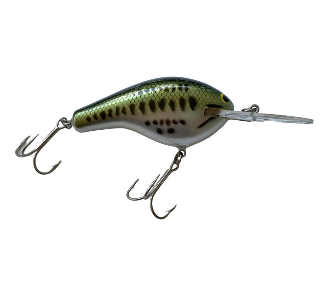 Right Facing View of BAGLEY BAIT COMPANY Diving B 3 Fishing Lure in LITTLE BASS on WHITE. Available at Toad Tackle.